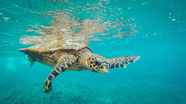 The underwater world of the Seychelles - Sea turtles
