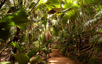 image - Der UNESCO Nationalpark Vallée de Mai
