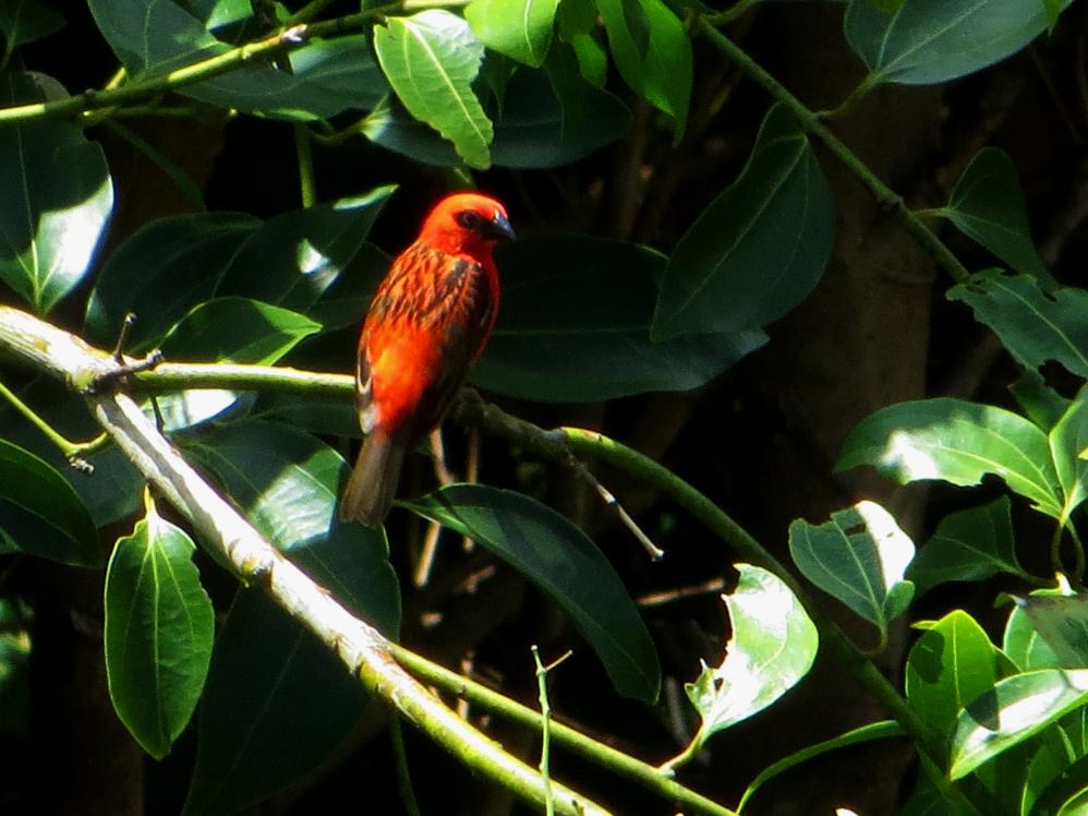 Madagaskar Kardinalvogel