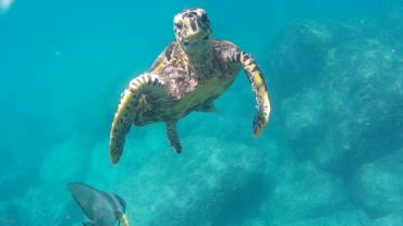 Wasserschildkröte am Anse Georgette