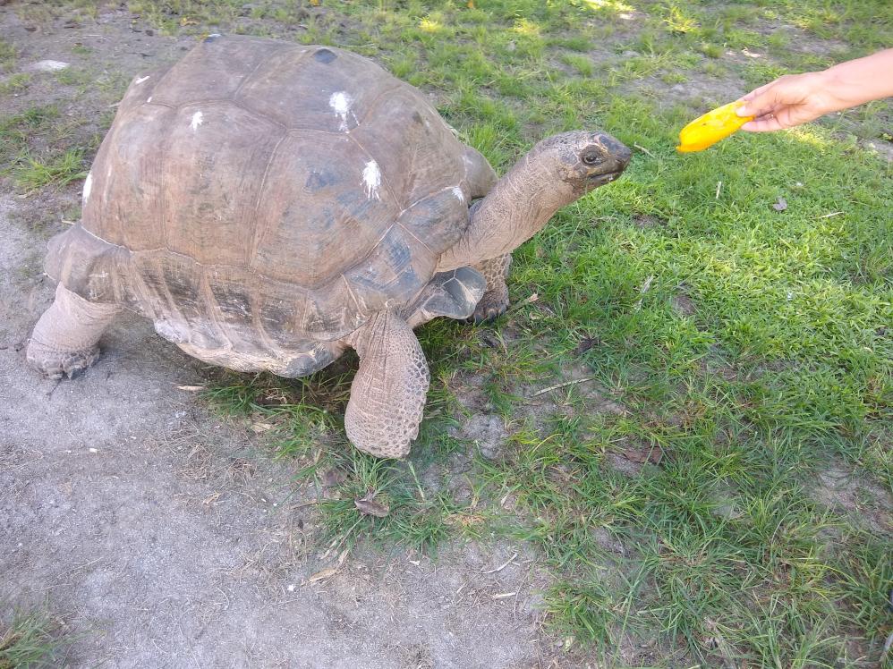 Aldabra Schildkröte
