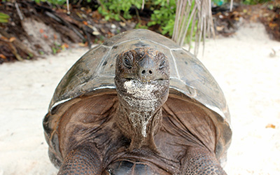 image - Discover giant tortoises