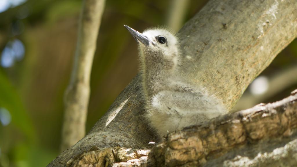 Photo 101: Denis Private Island - Denis Island (Seychelles)