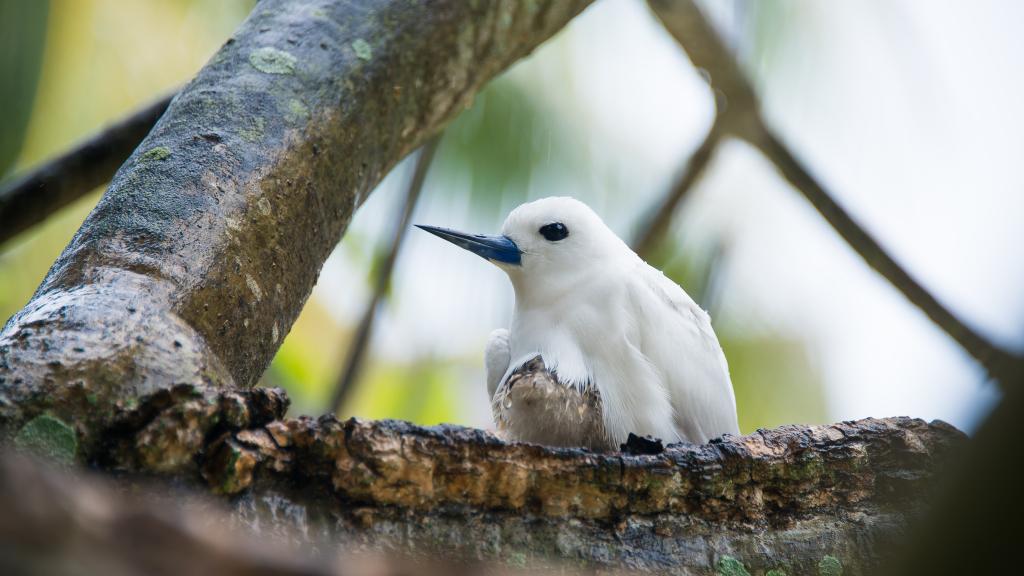 Photo 141: Denis Private Island - Denis Island (Seychelles)