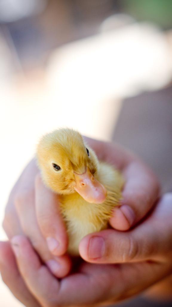 Foto 106: Denis Private Island - Denis Island (Seychelles)