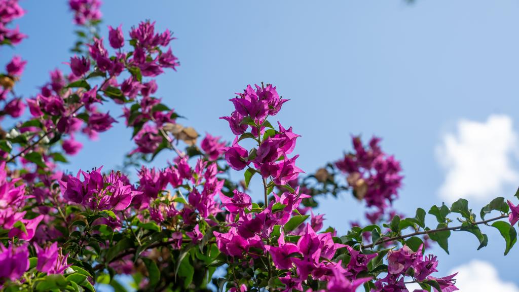 Foto 48: La Residence - Mahé (Seychellen)