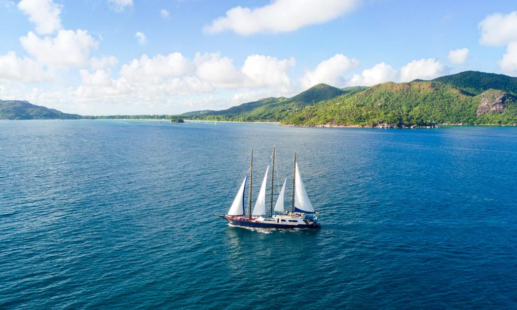 Silhouette Sea Star & Sea Bird
