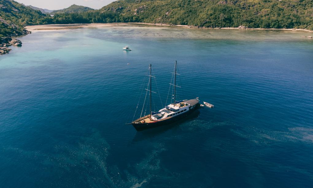 Silhouette Sea Star & Sea Bird