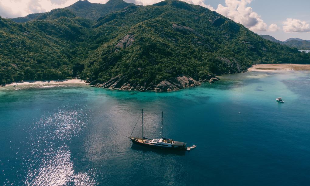 Silhouette Sea Star & Sea Bird