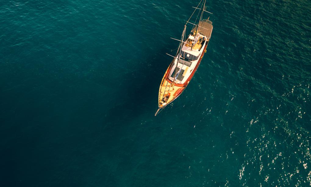 Silhouette Sea Star & Sea Bird