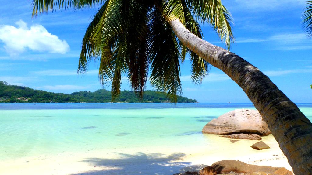 Photo 70: Silhouette Sea Star & Sea Bird - Seychelles (Seychelles)