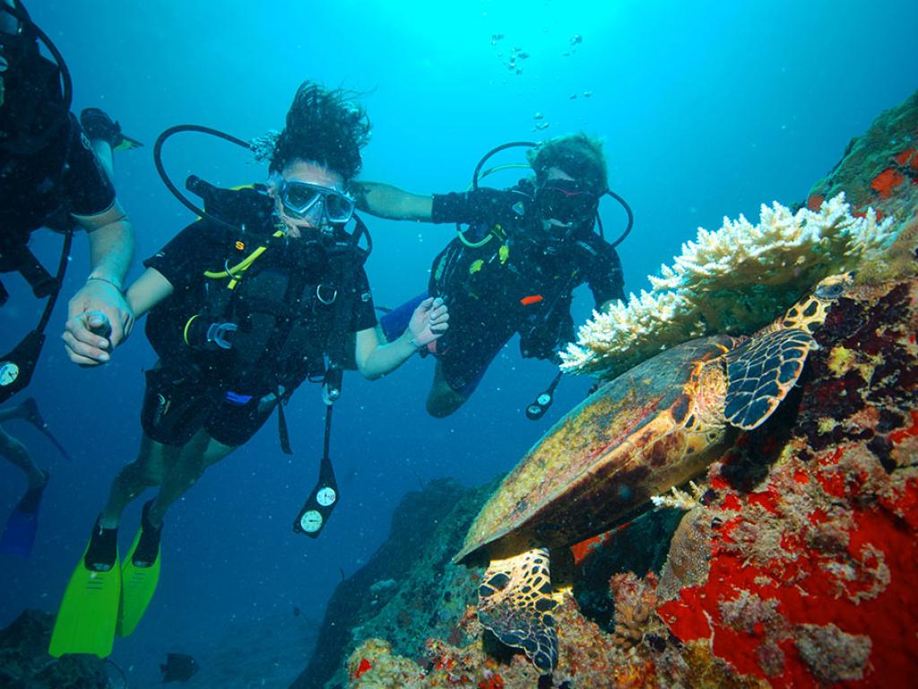 Silhouette Sea Star & Sea Bird - Foto 6