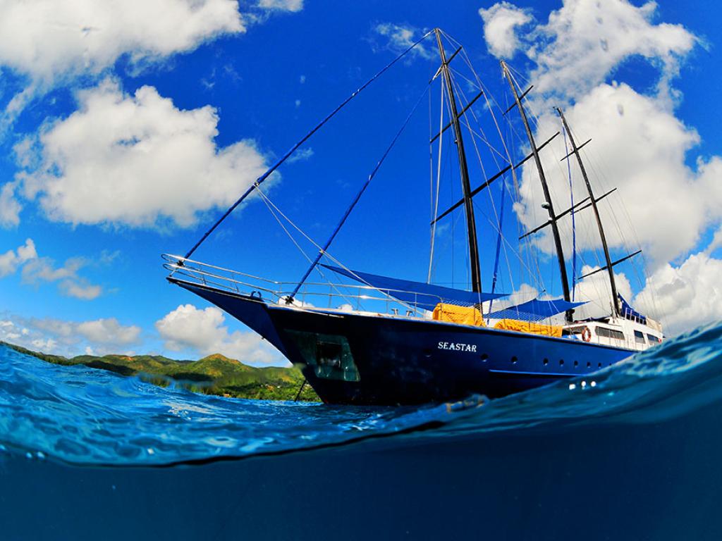 Silhouette Sea Star & Sea Bird - Photo 2