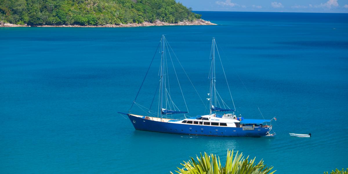 Silhouette Sea Star & Sea Bird