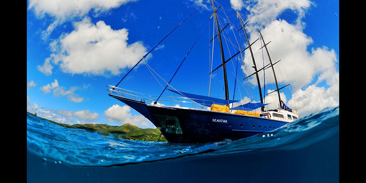 Silhouette Sea Star & Sea Bird