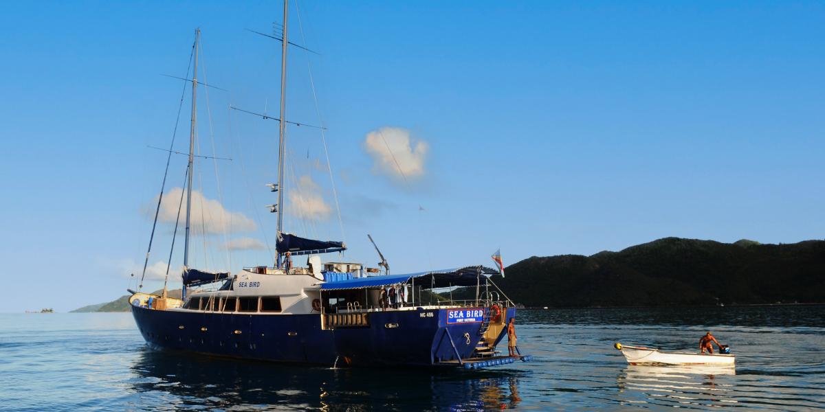Silhouette Sea Star & Sea Bird