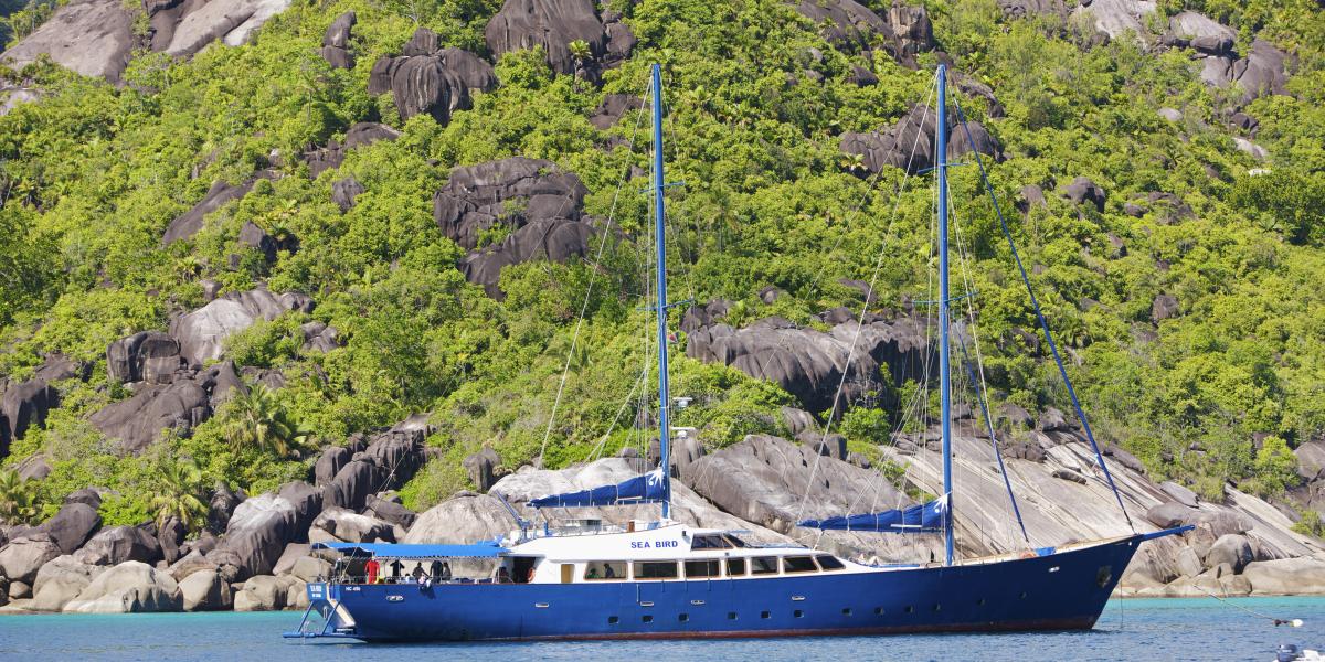 Silhouette Sea Star & Sea Bird