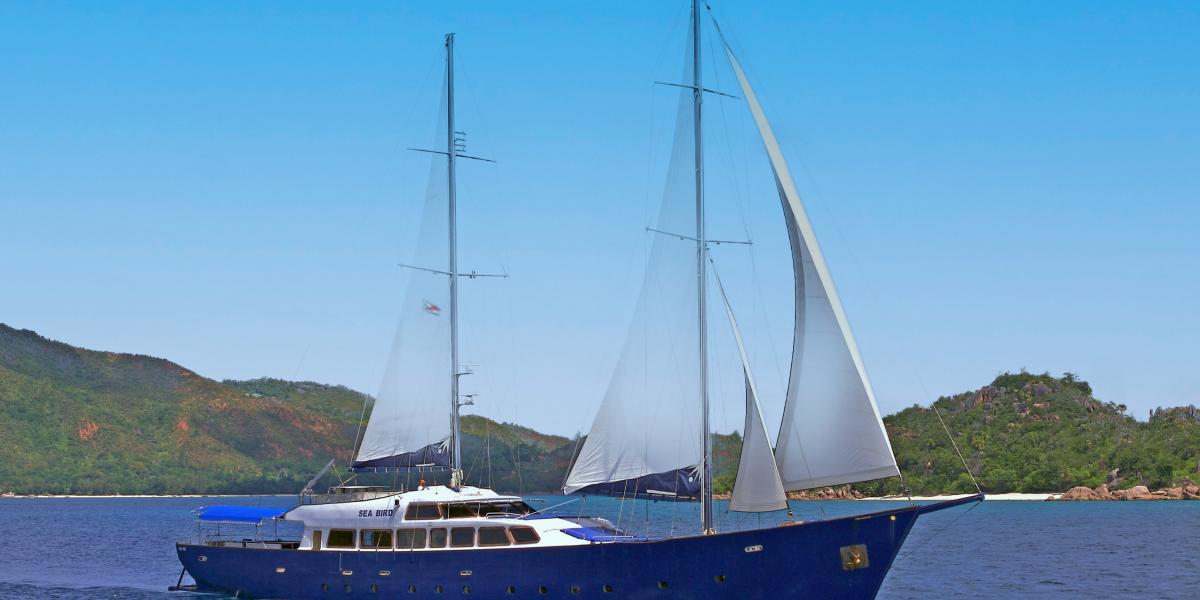 Silhouette Sea Star & Sea Bird
