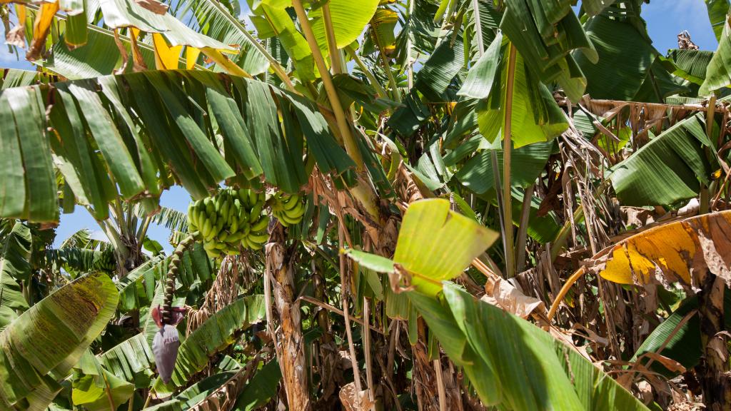 Foto 63: Tranquility Villas - Praslin (Seychelles)