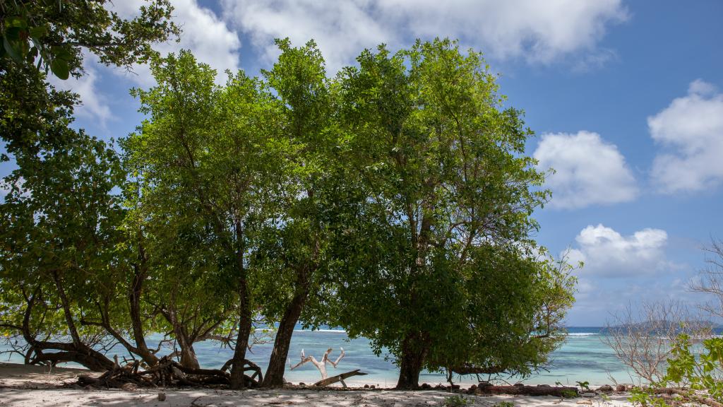 Foto 59: Tranquility Villas - Praslin (Seychellen)