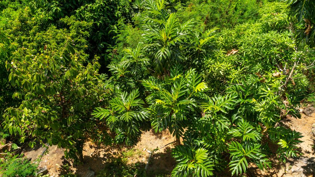 Photo 106: Au Cap Self-Catering - Mahé (Seychelles)