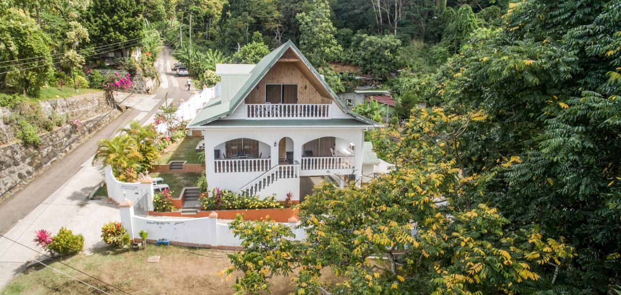 Bougainvillea - Photo 1