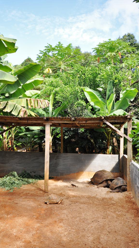 Foto 19: Evergreen Apartments - Mahé (Seychellen)