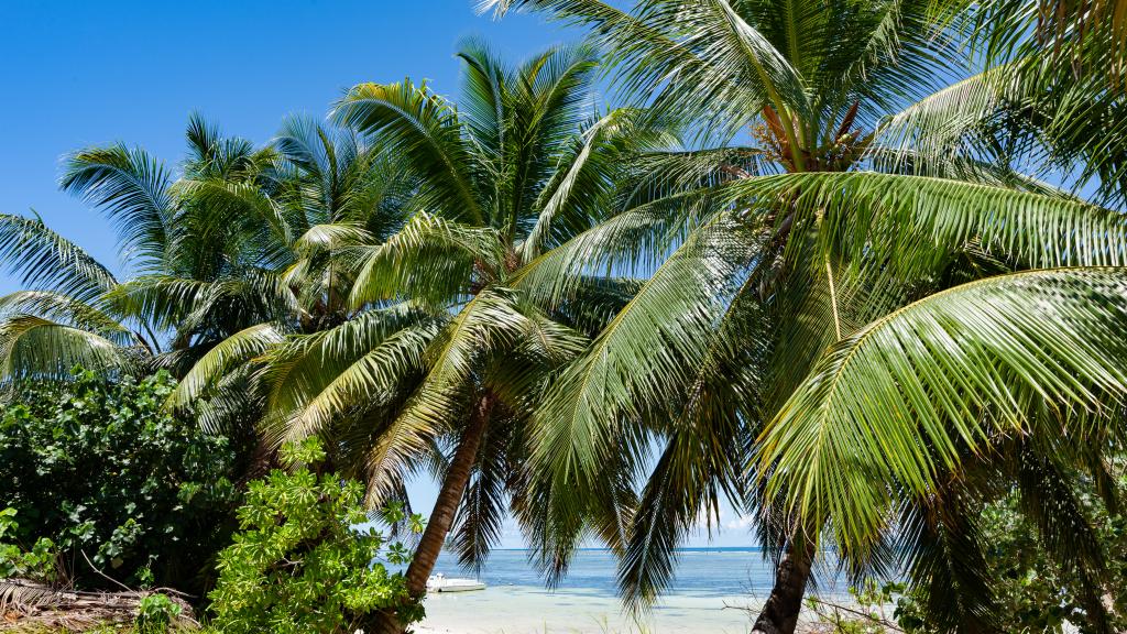 Foto 8: Cabanes des Anges - La Digue (Seychellen)