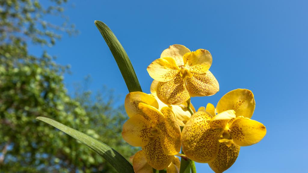Photo 5: Maison Charme De L'ile - La Digue (Seychelles)