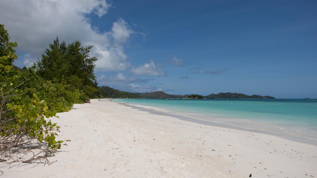 Photo 61: Heliconia Grove - Praslin (Seychelles)