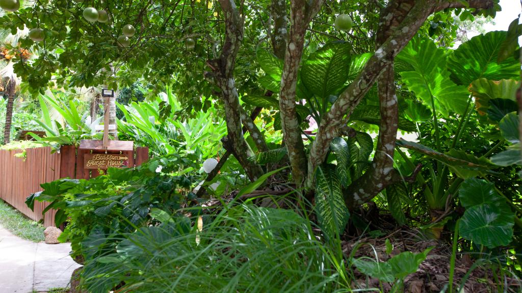 Photo 17: Buisson Guest House - La Digue (Seychelles)