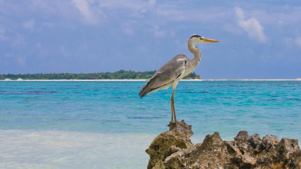 Foto 51: Pegasus Cruise (Variety Garden of Eden 3 nights) - Seychelles (Seychelles)