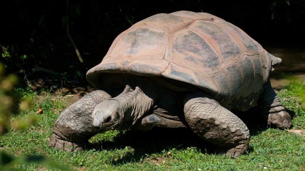 Foto 37: Pegasus Cruise (Variety Garden of Eden 3 nights) - Seychelles (Seychelles)
