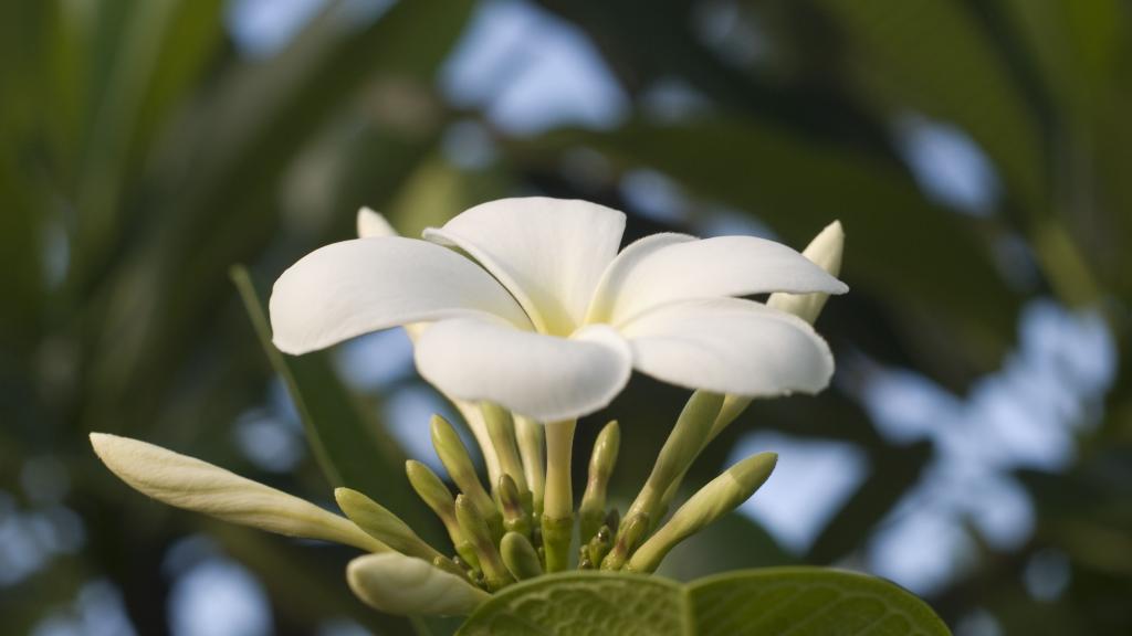 Foto 49: Pegasus Cruise (Variety Garden of Eden 7 nights) - Seychelles (Seychelles)