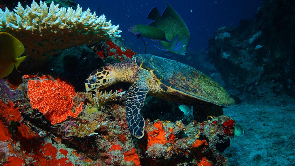 Photo 28: Silhouette Seychelles Dive Safari - Seychelles (Seychelles)