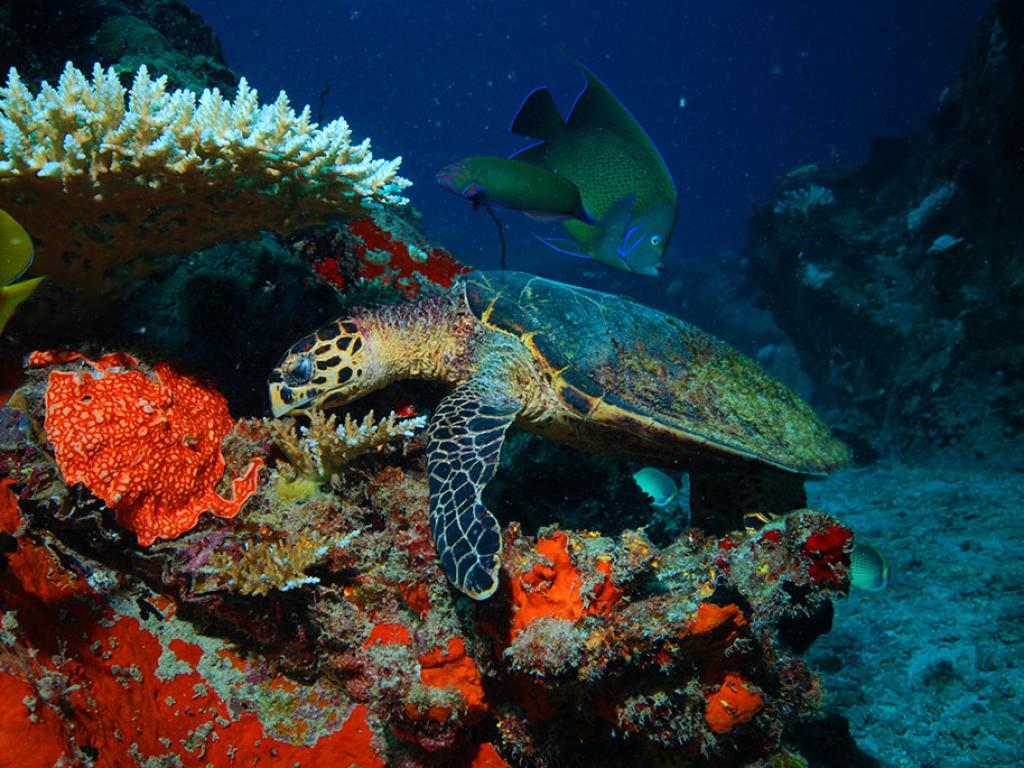Silhouette Seychelles Dive Safari - Fotografie 2
