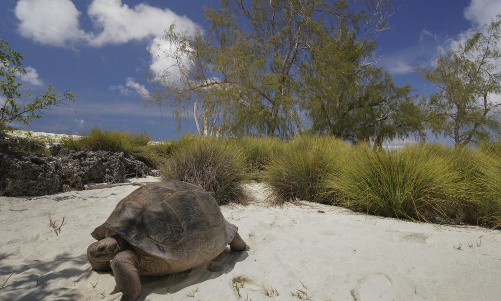 Silhouette Aldabra Expeditions