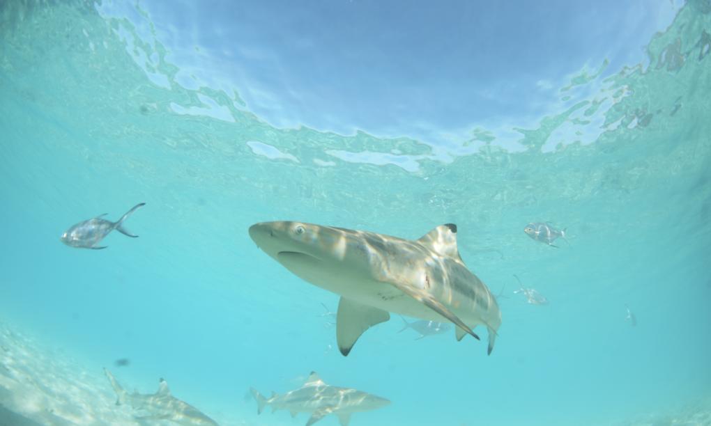 Silhouette Aldabra Expeditions