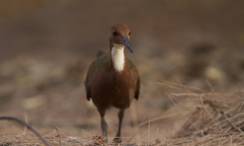 Silhouette Aldabra Expeditions