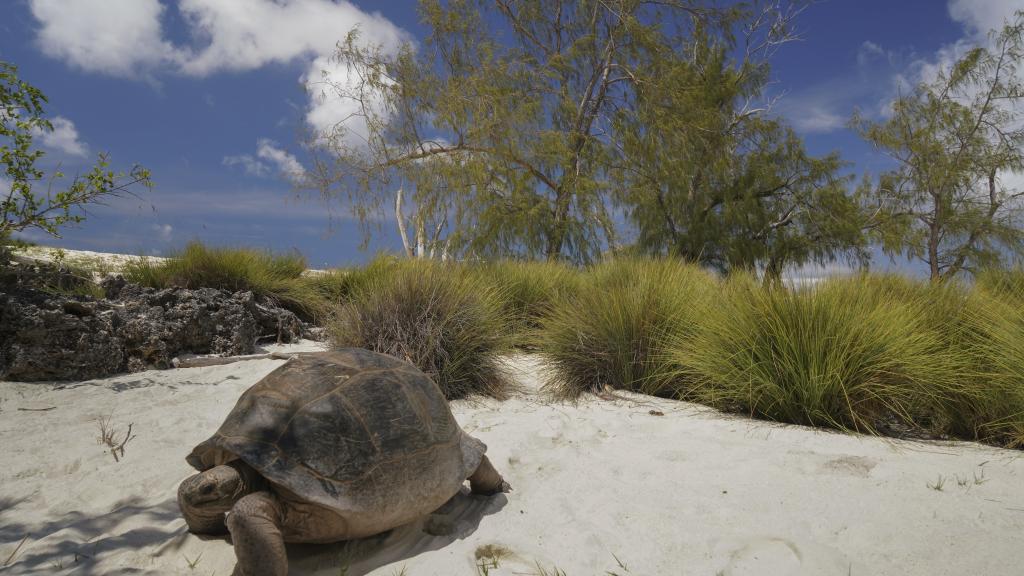 Photo 31: Silhouette Aldabra Expeditions - Seychelles (Seychelles)