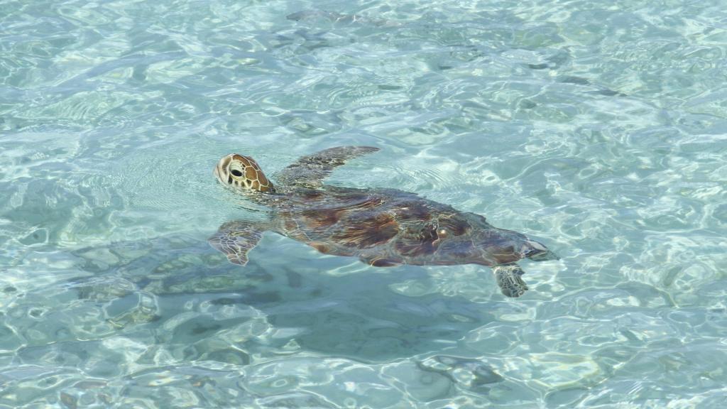 Photo 6: Silhouette Aldabra Expeditions - Seychelles (Seychelles)