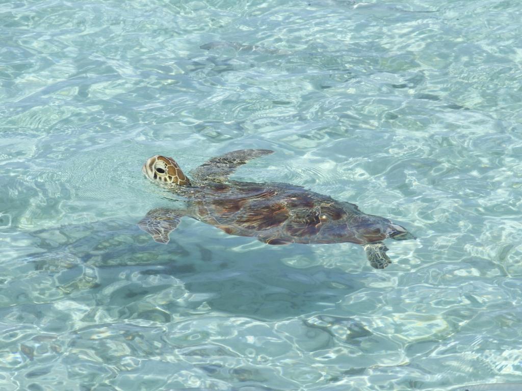 Silhouette Aldabra Expeditions - Photo 6