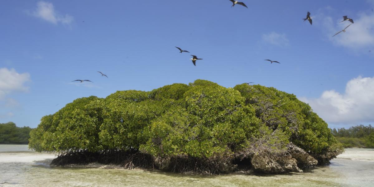 Silhouette Aldabra Expeditions