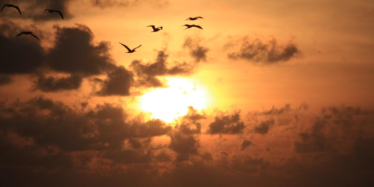 Silhouette Aldabra Expeditions