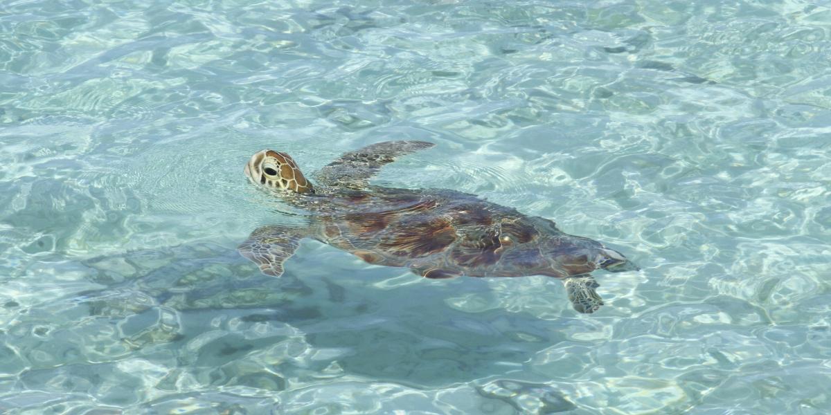 Silhouette Aldabra Expeditions