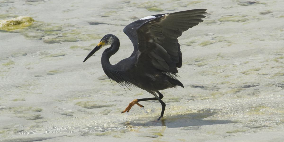 Silhouette Aldabra Expeditions