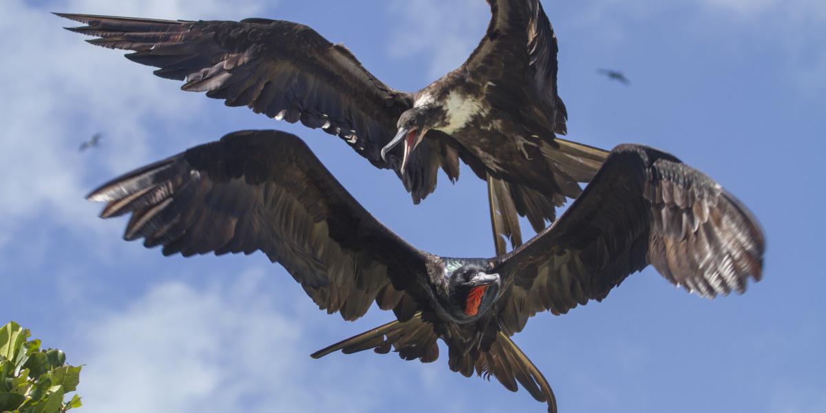 Silhouette Aldabra Expeditions