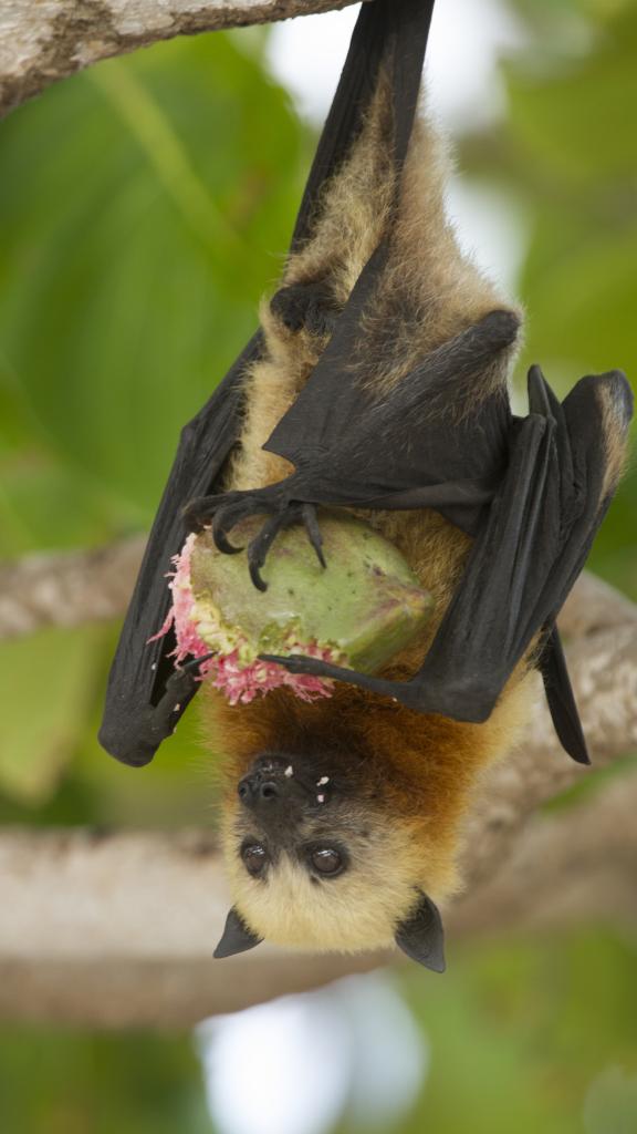 Photo 30: Silhouette Aldabra Expeditions - Seychelles (Seychelles)