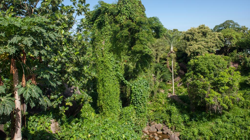 Foto 37: Bambous River Lodge - Mahé (Seychelles)