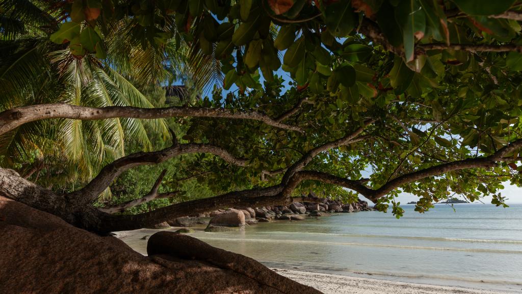 Photo 23: Acquario Villa - Praslin (Seychelles)